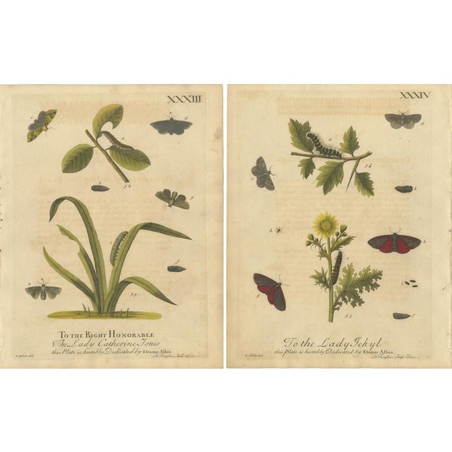 Title: Antique English Moths and Caterpillars on Grass and Flowering Plants – Albin 1720 : This set of two original hand-...
