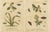 Title: Antique English Moths and Caterpillars on Grass and Flowering Plants – Albin 1720 : This set of two original hand-...