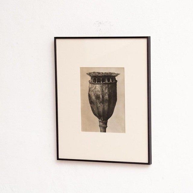 Karl Blossfeldt, Natural Grace, 1942, Photogravure, Framed For Sale - Image 8 of 13