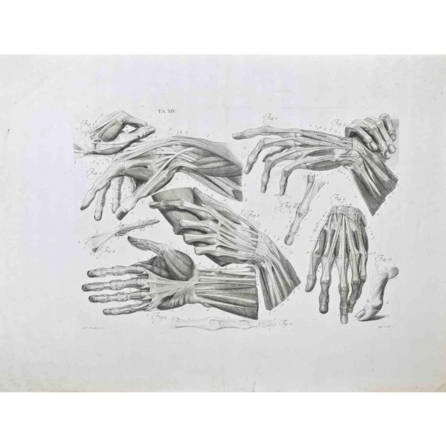 Etching realized by Paolo Mascagni and Antonio Serantoni in the first years of 19th Century, and published in 1810. Plate...