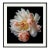 "Botanical Medley" Fine Art Photograph by Michael Filonow For Sale