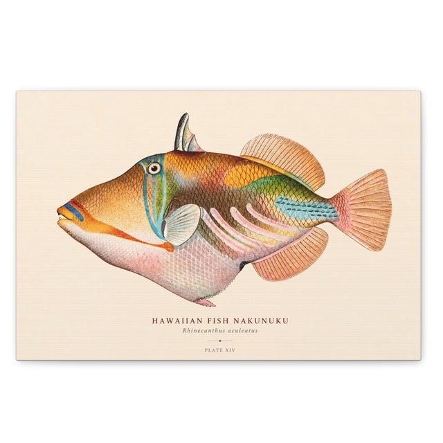 Traditional Atelier Aria Lumae Albert Baldwin 1903 Hawaiian Fish Natural History Gallery Board Set For Sale - Image 3 of 12