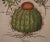 Early 18th Century Basilius Besler Cactus & Rose of Jericho Plants: A Besler Hand-colored Botanical Engraving, 1713 For Sale - Image 5 of 6