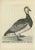 Late 18th Century Sepp & Nozeman, Barnacle Goose, 1797, Paper For Sale - Image 5 of 5