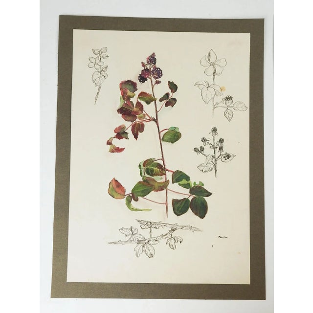 English Vintage Botanical Berries Watercolor Paintings - a Pair For Sale - Image 3 of 6