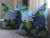 Not Yet Made - Made To Order Schumacher Hydrangea of 22” Down Filled Pillows - a Pair For Sale - Image 5 of 5