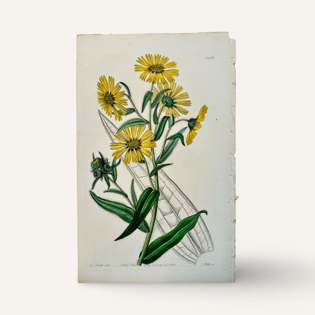 Set of Four 19th Century Hand Colored Copper Plate Engravings of Yellow Flowers For Sale - Image 4 of 6
