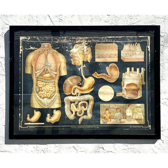 Step back in time with this fascinating Vintage Denoyer Geppert Scientific Chart, a perfect piece for lovers of history,...
