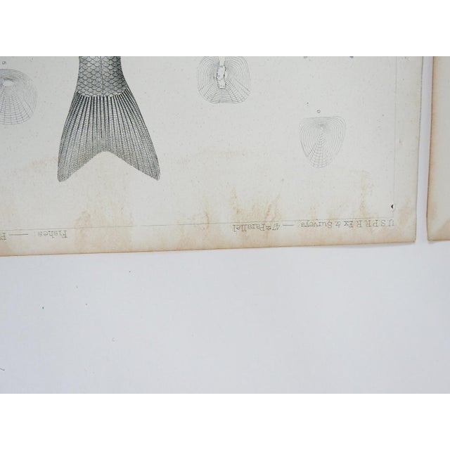 Rustic Mid 19th Century Us Pacifc Railroad Fish Lithograph Book Plates - Set of 4 For Sale - Image 3 of 7