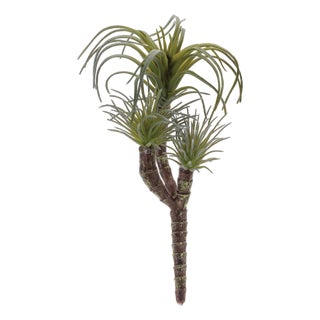 Air Plant Succulent Pick (Set of 6) For Sale