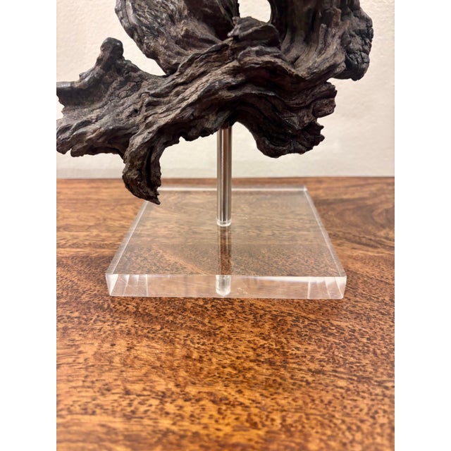Vintage Coastal Burl Wood Sculpture on Lucite Base, Natural Fantasy Form For Sale - Image 9 of 10