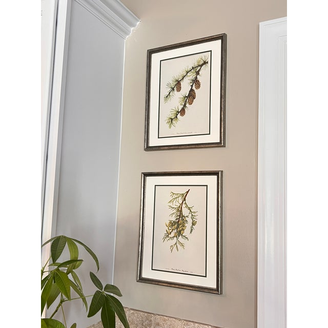 Framed Vintage Botanicals Set of 2 -Authentic 1963 Prints For Sale - Image 4 of 6