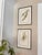 Framed Vintage Botanicals Set of 2 -Authentic 1963 Prints For Sale - Image 4 of 6