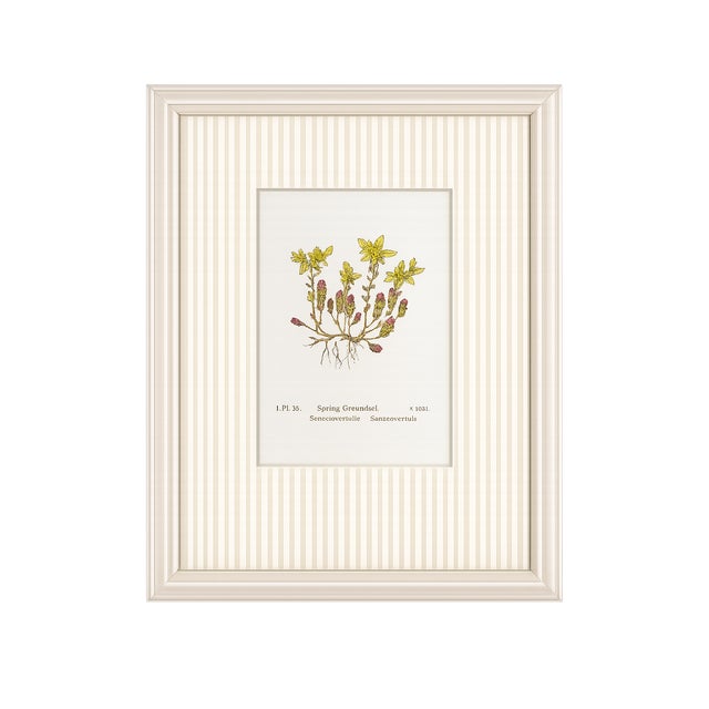 Transitional Set of Four Antique Alpine Botanical Chromolithographs in Custom Frames Circa 1909 Set B For Sale - Image 3 of 6