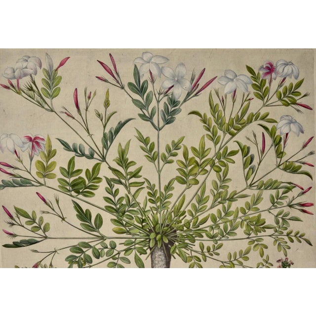 This is a hand-colored copper-plate engraving entitled "Gelsiminum Catalonicum, Mairana Latifollia, Euphasiaramosa...