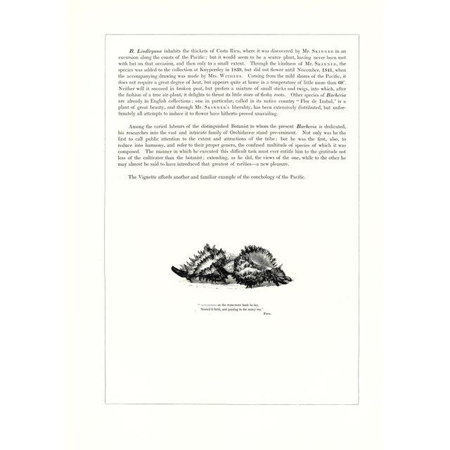1970s Large 1973 Orchid Flower Lithograph "Barkeria Lindleyana" (Lindley's Barkeria) After James Bateman For Sale - Image 5 of 7