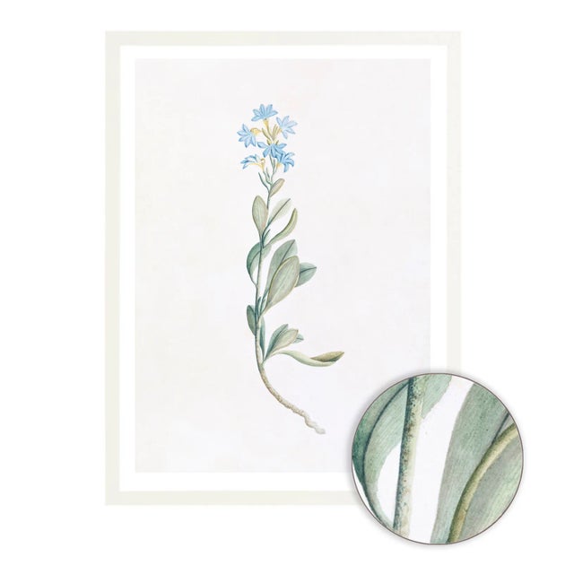 Celerie Kemble Curated Australian Botanical V (16x20) in White Frame For Sale - Image 4 of 4