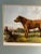 English 1880 Irish Terrier Lithograph Print For Sale - Image 3 of 5