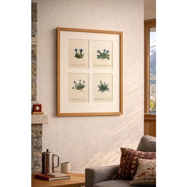 Alpine Gentian Botanical Illustrations, 1897, Set of 4 For Sale - Image 3 of 9
