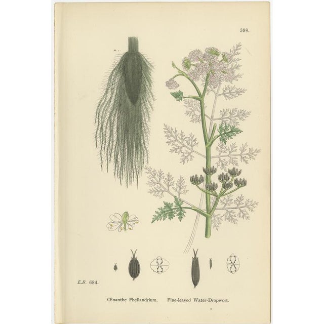 After Sowerby, English Botanical Plates of Water-Dropwort, Prints, Set of 4 For Sale - Image 9 of 10