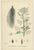 After Sowerby, English Botanical Plates of Water-Dropwort, Prints, Set of 4 For Sale - Image 9 of 10