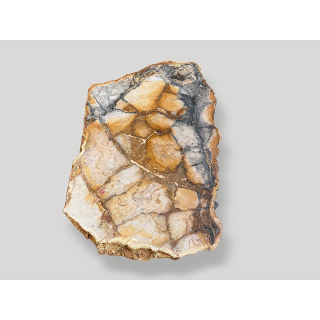 Andrianna Shamaris Beautiful Rare Petrified Wood Coffee Table For Sale - Image 14 of 18