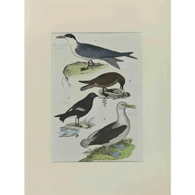 Johann Friedrich Naumann, Albatross, Etching, 1840 For Sale - Image 3 of 3