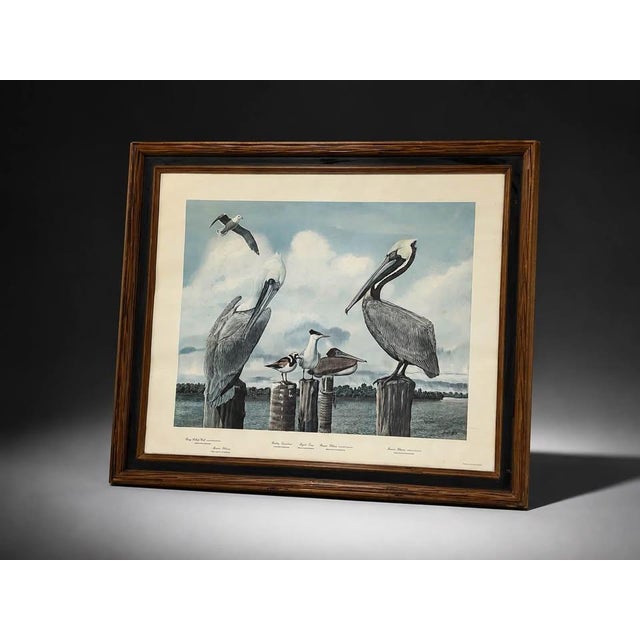 Late 20th Century Late 20th Century Large Framed Ray Harm Coastal Shorebird Wildlife Print For Sale - Image 5 of 6
