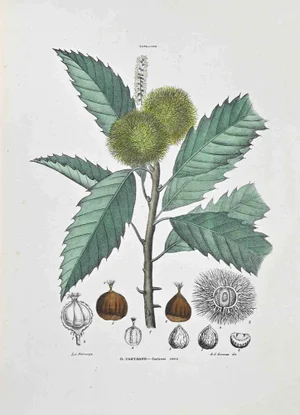 Vincenzo Tenore, The Chestnut, Lithograph, 1870s