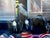 Figurative Circus Canvas Banner Gorilla Loading the Train Joni Wildman Oil Painting For Sale - Image 3 of 14