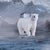 Contemporary Lost in the Ice by Marcin Owczarek | Photography of polar bears in a surreal icy landscape For Sale - Image 3 of 4