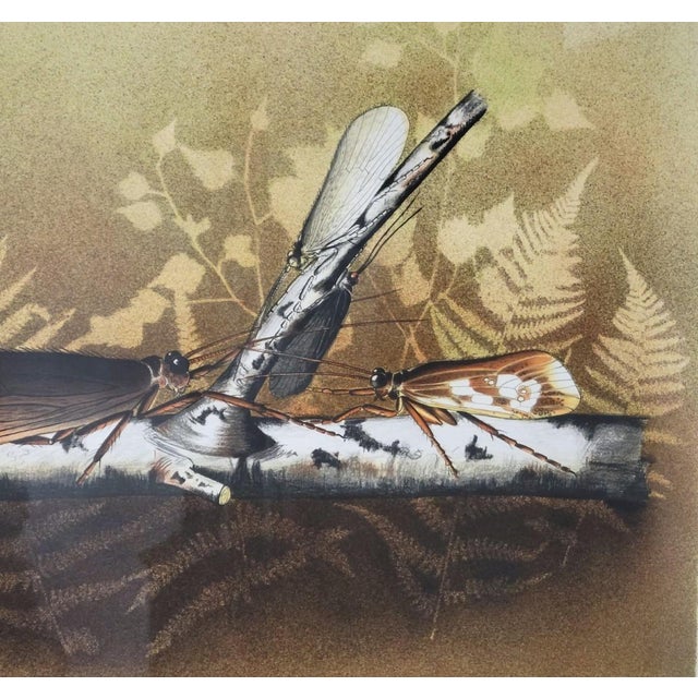 Charles Gaidy Signed Artist’s Proof Insect Print, c.1973 For Sale In Raleigh - Image 6 of 9