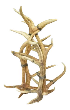 Monumental Real Antler Wine Bottle Rack Attributed to Maitland-Smith