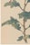 Japanese Spider Mum by Hasegawa, Vintage Botanical Art Print, 36" X 54" For Sale - Image 4 of 10