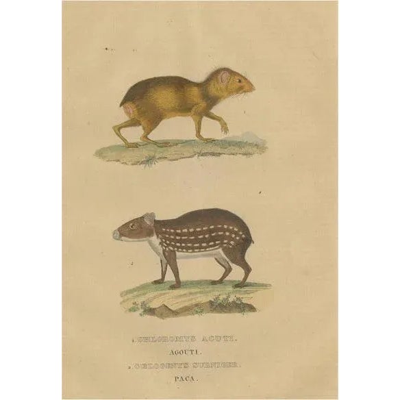 Drapiez, The Agile Agouti and the Spotted Paca, 1845, Print For Sale - Image 6 of 6