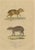 Drapiez, The Agile Agouti and the Spotted Paca, 1845, Print For Sale - Image 6 of 6