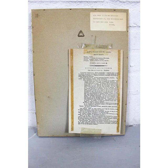 Christiaan Sepp, from Flora Batava, 1807-1814, Copperplate Engravings, Framed, Set of 3 For Sale - Image 8 of 11