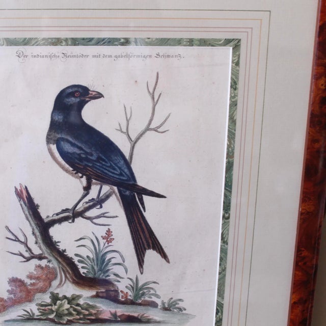 Rustic European Mid 18th Century Bird Engravings by George Edwards - a Pair For Sale - Image 3 of 13
