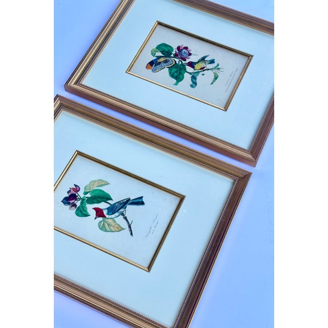 Pair of original engravings of Red-crested Cardinal Barbet Bird Butterfly Passionflower by Jean Théodore Descourtilz,...