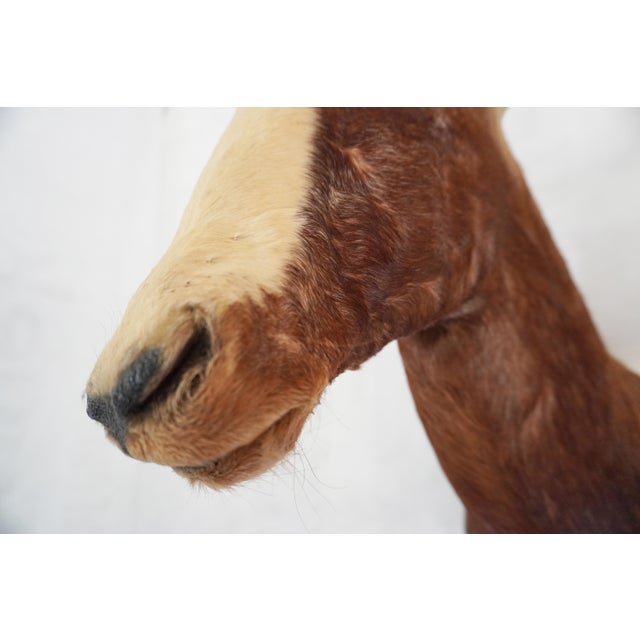 Blesbok Antelope Mount Bust Head For Sale - Image 11 of 17