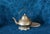 1970s Mid-Century Modern Brass Teapot For Sale - Image 10 of 10