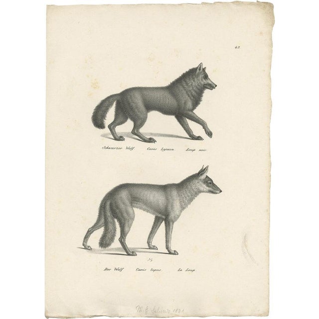 Schinz, Illustration of Wolves, 1830s, Print For Sale - Image 5 of 5