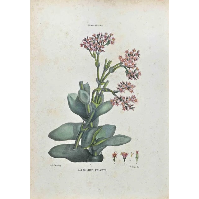 Lithograph hand watercolored. Plate from "Atlante di Botanica popolare ossia Illustrazione di Piante Notevoli di ogni...