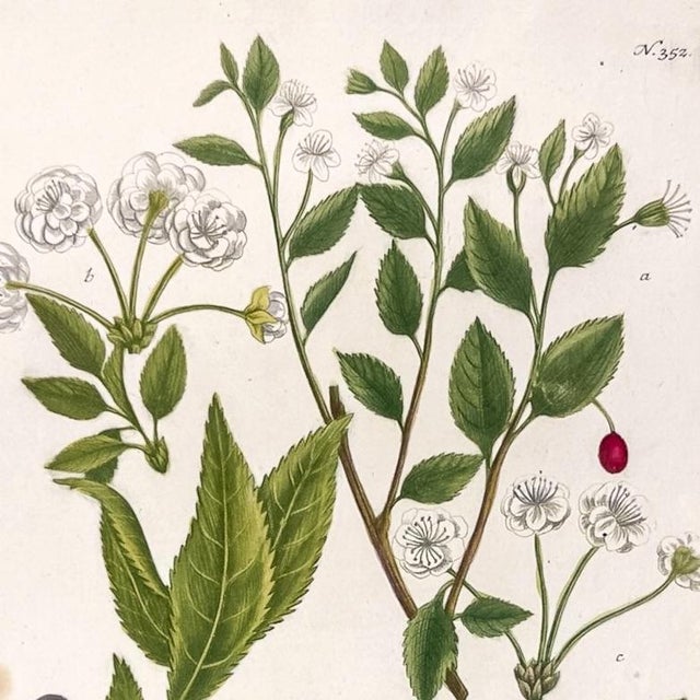 Paper 1739 Cherry Blossoms & Fruits Mezzotint | Hand-Colored Johann Weinmann Botanical Print For Sale - Image 7 of 9