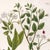 Paper 1739 Cherry Blossoms & Fruits Mezzotint | Hand-Colored Johann Weinmann Botanical Print For Sale - Image 7 of 9