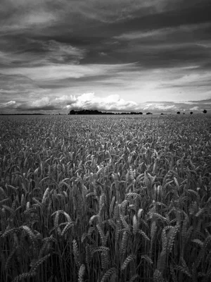 Paul Cooklin, Wheat Field, Photograph