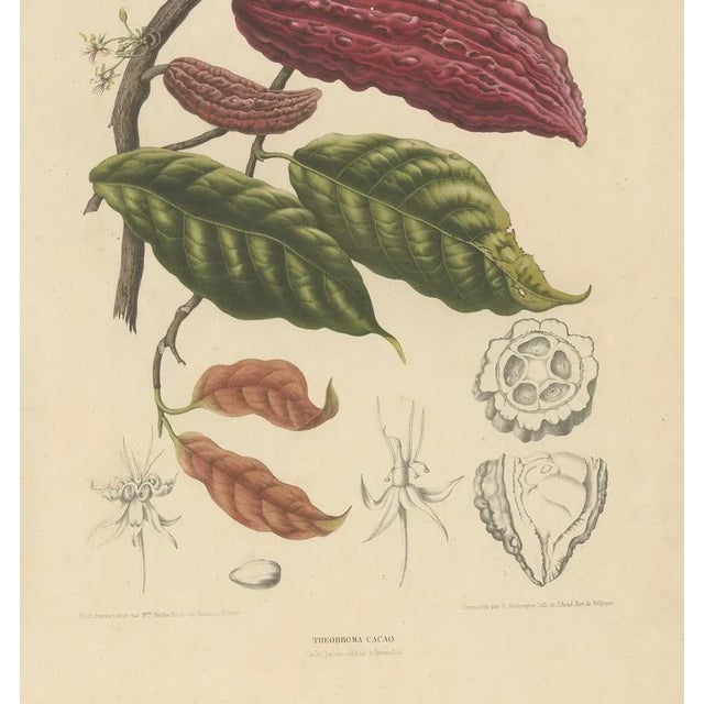 Theobroma Cacao Cocoa Tree, Lithograph, 1863 For Sale - Image 4 of 10