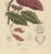 Theobroma Cacao Cocoa Tree, Lithograph, 1863 For Sale - Image 4 of 10