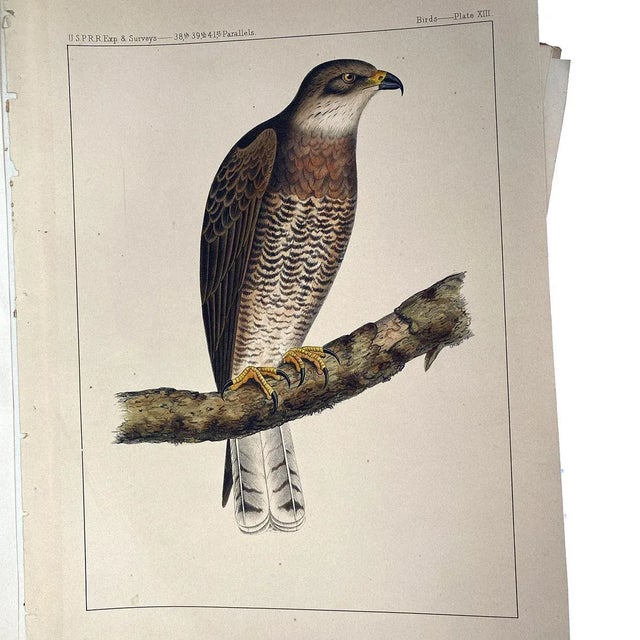 Paper Rare Book Thomas G. Gentry Nests and Eggs of Birds of the United States For Sale - Image 7 of 16