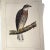 Paper Rare Book Thomas G. Gentry Nests and Eggs of Birds of the United States For Sale - Image 7 of 16